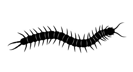 Centipede insect with many legs crawling. © rohmat