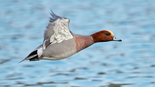 Eurasian Wigeon Duck Flying Over Water Surface.