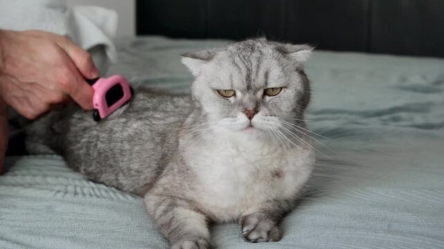 Person brushes a cat on a bed in a cozy room during the afternoon.  person gently brushes  gray cat while sitting on  bed. cat enjoys grooming session. setting is an indoor space with soft lighting.