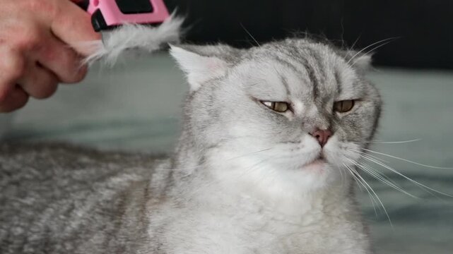 Person brushes a cat on a bed in a cozy room during the afternoon.  person gently brushes  gray cat while sitting on  bed. cat enjoys grooming session. setting is an indoor space with soft lighting.