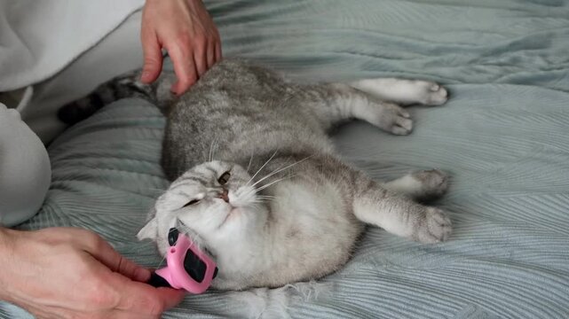 Person brushes a cat on a bed in a cozy room during the afternoon.  person gently brushes  gray cat while sitting on  bed. cat enjoys grooming session. setting is an indoor space with soft lighting.