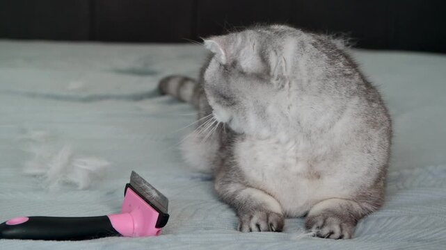 Cat grooming session at home with a grooming tool on the bed.  cat sits on  bed while  grooming tool lies nearby. cat looks relaxed but serious as it prepares for grooming. setting is cozy and homey.