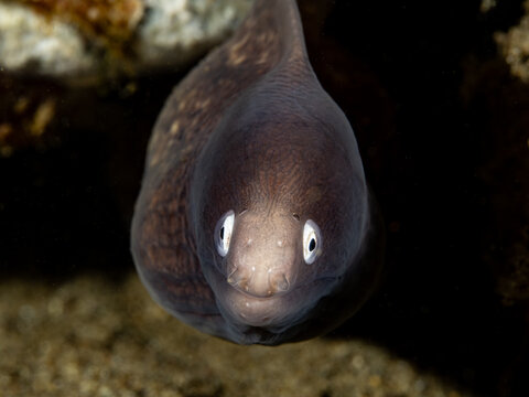 The Greyface moray eel, (Gymnothorax thyrsoideus)