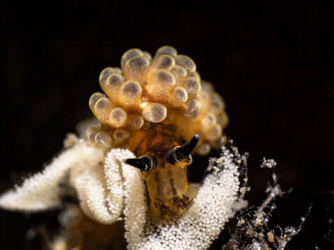 Nudibranch (Doto racemosa) with eggs