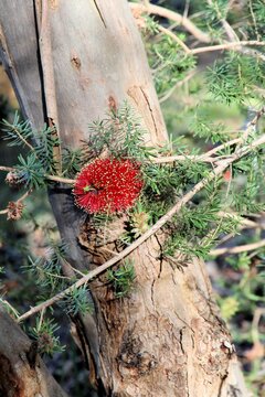  Scarlet Kunzea (Kunzea baxteri) inflorescence, South Australia