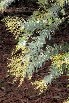 Cootamundra Wattle (Acacia baileyana) in bud, South Australia