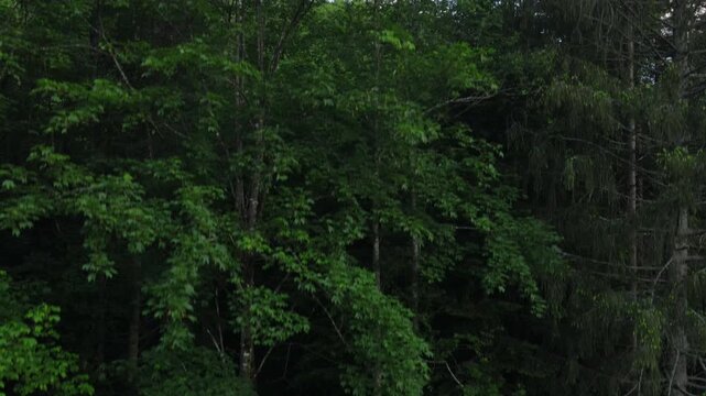 Aerial drone view of beautiful summer mountains peak and green forest at evening time. Warm sunsets over horizon during dusk or dawn hours. Peaceful nature and outdoor camping vibes