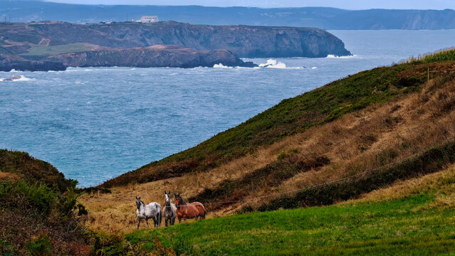 A majestic 16:9 cinematic landscape of three free-range horses on a steep, layered green farmland overlooking the dramatic Atlantic Ocean capes and a distant town in Asturias.