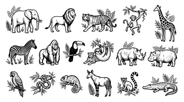 Set of wild animals, jungle and safari wildlife, hand drawn vector illustration