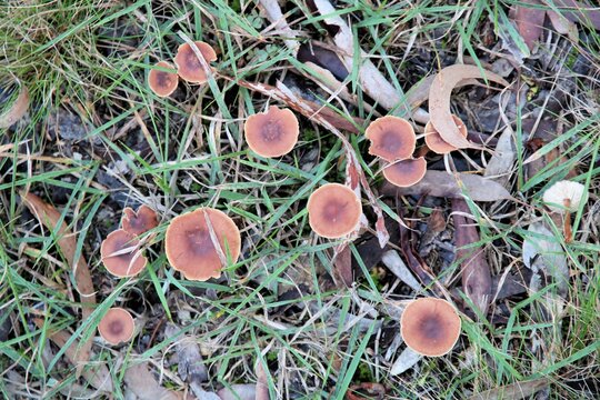 Scurfy Twiglets (Tubaria furfuracea) growing near gum trees, South Australia