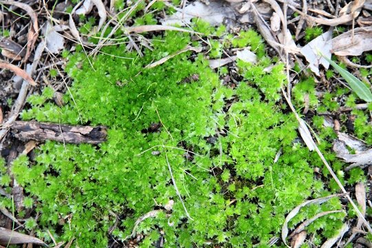 Close-up of wild Cellophane Frillwort (Fossombronia australis) South Australia