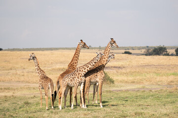 Fototapeta premium A small group of giraffes standing together in the wide open african savanna grasslands with wildlife