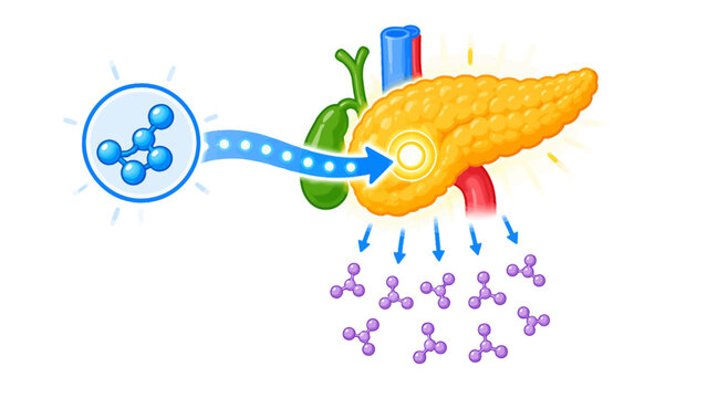 Visual representation of insulin molecules entering the pancreas to regulate blood sugar.