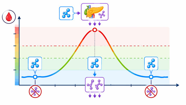 Visual representation of blood sugar regulation with insulin and glucagon from the pancreas