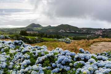 Naklejka premium Blue hydrangeas in bloom, Sete Cidades, San Miguel Island. View of the Atlantic Ocean and lush green landscape. Cloudy sky over the volcanic crater lake. Azores, Portugal.