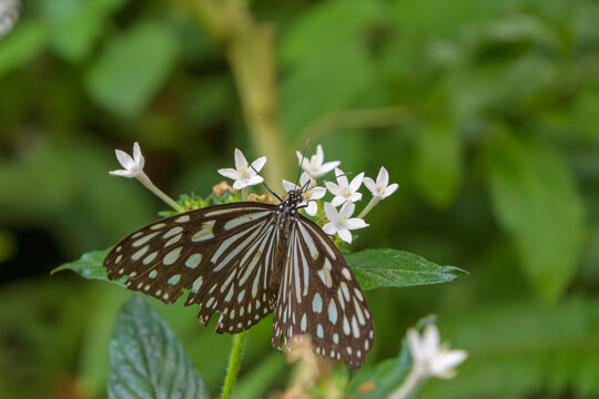 Beautiful Ceylon blue glassy tiger butterfly Ideopsis similis collecting nectar from white pentas flowers
