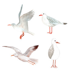 Fototapeta premium Watercolor seagull clipart set featuring flying, standing coastal birds. Hand painted nautical collection for beach themed designs, nursery decor, stationery, textiles, invitations, coastal projects