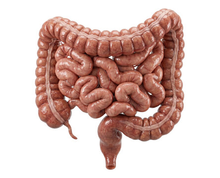 Anatomical model of human intestines
