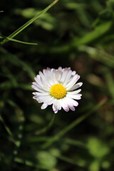 Fototapeta premium Isolated blooming white common daisy 