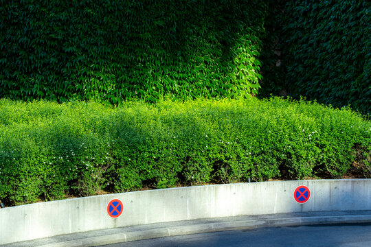 Parking restriction signs repeat along a curb beneath green hedges, where traffic symbols, wall, shadow and urban landscaping mark the street