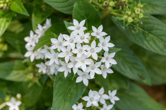 Beautiful White Pentas Flowers Blooming in Summer Garden, Clusters of Small Star Shaped Egyptian Starcluster Closeup Background