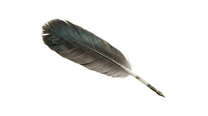 Obraz premium Single dark raven bird feather
