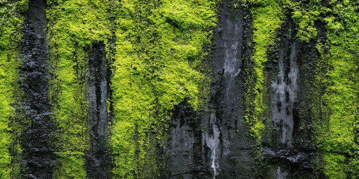 Vibrant green moss texture on a dark wet concrete wall, natural organic background, macro detail of mossy stone surface with abstract damp rock pattern