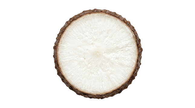 Cross section of a tree trunk.