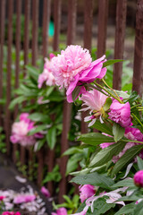 Obraz premium pink peony flowers blooming near wooden fence