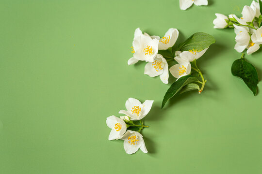 beautiful jasmine flowers with natural green leaves