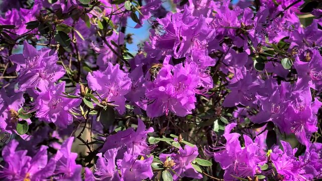 Bumblebee sitting on purple Rhododendron flower blooming spring shrub closeup