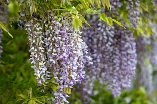 Des branches de glycines violettes en pleine floraison entourent la fa&ccedil;ade d'une maison dans le Doubs, en France.