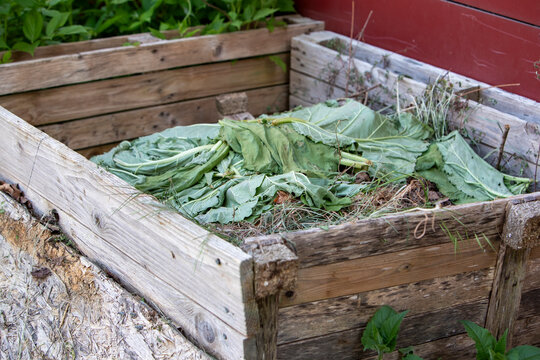 Bac &agrave; compost &agrave; ciel ouvert de jardin ext&eacute;rieur avec des feuilles de rhubarbe et des d&eacute;chets organiques en d&eacute;composition. Couches d&eacute;chets organiques de compost, engrais naturel.
