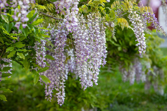 Des branches de glycines violettes en pleine floraison entourent la fa&ccedil;ade d'une maison dans le Doubs, en France.