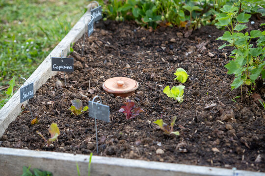 Pot d'irrigation en argile microporeuse (Oyas ou Ollas) dans un potager. La terre cuite lib&egrave;re de l&rsquo;eau lentement et en fonction des besoins des v&eacute;g&eacute;taux. &Eacute;cologique pour un arrosage durable du jardin