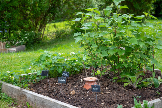 Pot d'irrigation en argile microporeuse (Oyas ou Ollas) dans un potager. La terre cuite lib&egrave;re de l&rsquo;eau lentement et en fonction des besoins des v&eacute;g&eacute;taux. &Eacute;cologique pour un arrosage durable du jardin