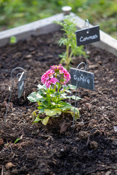 Petit pied de Dahlia rose install&eacute; dans un parterre potager. Son nom est inscrit sur une petite pancarte en ardoise. 