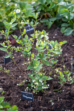 Gros plan sur un jeune myrtillier en fleurs dans un carr&eacute; potager. Lumi&egrave;re douce du matin au printemps.