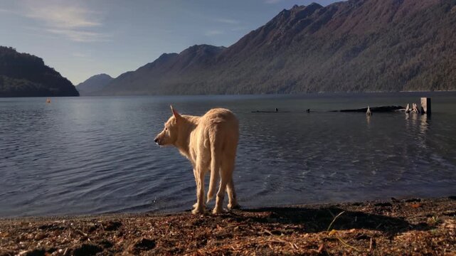 Stray Dog Drinking From Lake Nahuel Huapi Near Villa La Angostura
