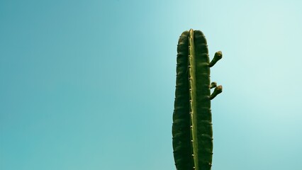 Tall green cactus stalk with buds against clear turquoise sky. © Liada