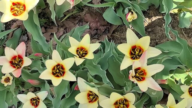 Open cream tulips Tulipa kaufmanniana blooming top view swaying in spring wind