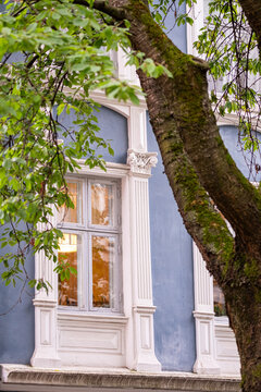 A tree bends across windows on a historic facade, where green plants, urban architecture and a pale wall create a quiet exterior detail