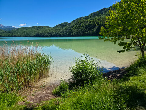 germany, peaceful weissensee panorama framed by graceful tree and reeds with majestic alpine mountain scenery