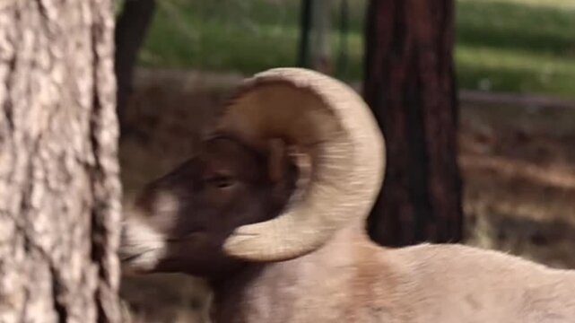 Close-Up of Bighorn Sheep Head