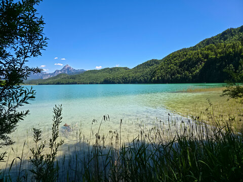germany, vibrant lakeside plants enhancing weissensee alpine panorama with pristine waters and summer tranquility