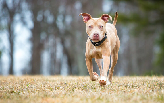 A Pit Bull Terrier mixed breed dog approaching the camera