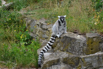 Naklejka premium Ring-tailed lemur sitting on a stone ledge in a zoo enclosure.