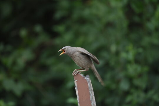Jungle babbler 