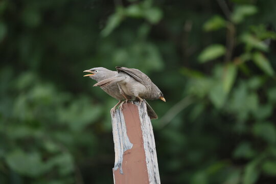 Jungle babbler 