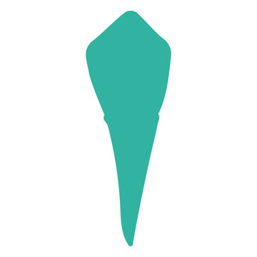 The silhouette of a tooth with its root
